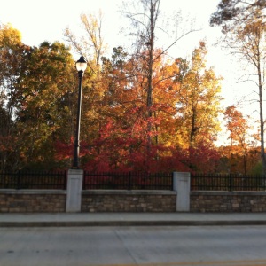 our neighborhood street. So pretty this time of year!